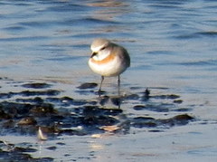 Charadrius pallidus