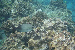 Kyphosus hawaiiensis