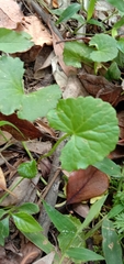 Centella asiatica