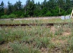 Artemisia marschalliana