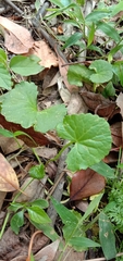 Centella asiatica