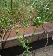 Lappula squarrosa heteracantha