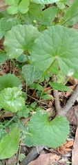 Centella asiatica
