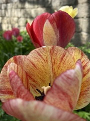 Tulipa