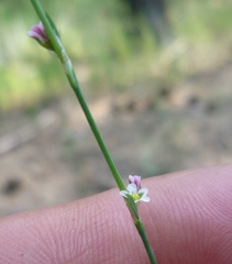 Polygonum novoascanicum