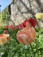 Tulipa