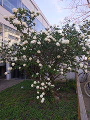 Viburnum carlesii