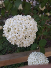 Viburnum carlesii