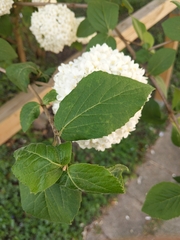 Viburnum carlesii