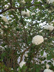 Viburnum carlesii