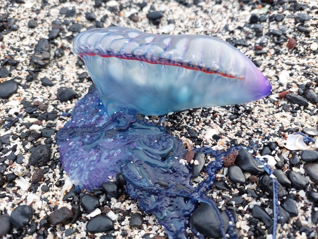 Stranded man o' war with blue tentacles on a volcanic beach