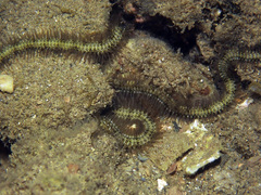 Macrophiothrix