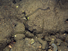 Macrophiothrix