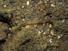 Macrophiothrix