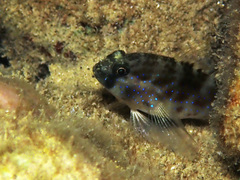 Asterropteryx semipunctata