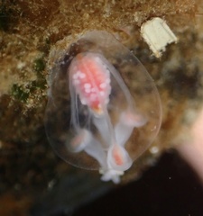 Euphysa flammea