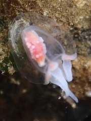 Euphysa flammea