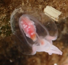 Euphysa flammea