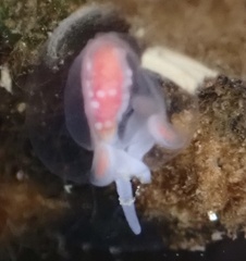 Euphysa flammea