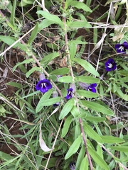 Namaqualand vygie (Aptosimum patulum)