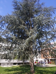 Cedrus