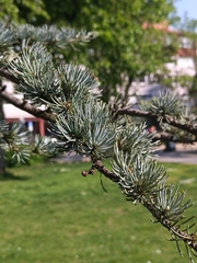 Cedrus