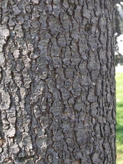 Cedrus