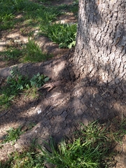 Cedrus