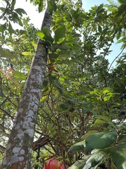 Dipterocarpus chartaceus