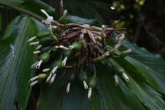 Alpinia arctiflora