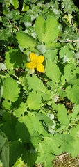 Chelidonium majus