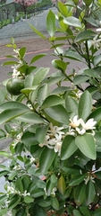 Citrus × microcarpa
