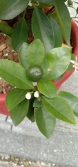 Citrus × microcarpa