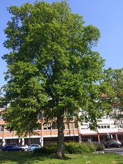 Tilia