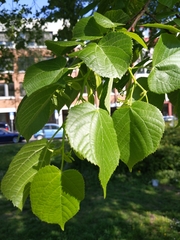 Tilia