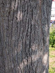 Tilia