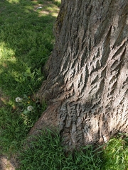 Tilia