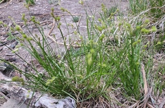 Carex tetrastachya