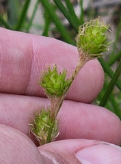 Carex tetrastachya