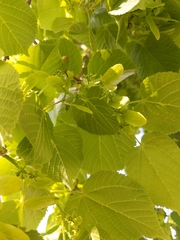 Tilia