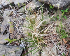 Carex tetrastachya
