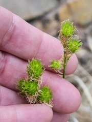 Carex tetrastachya