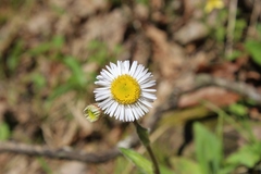 Erigeron pulchellus