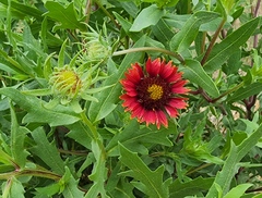 Gaillardia amblyodon