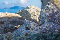 Concinnia brachysoma