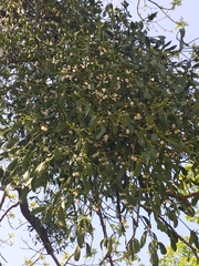 Viscum album