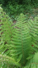 Polystichum setiferum