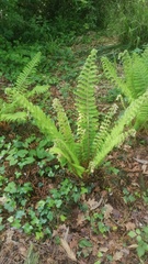 Polystichum setiferum