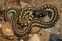 Thamnophis cyrtopsis cyrtopsis