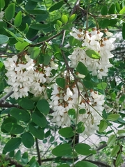 Robinia pseudoacacia